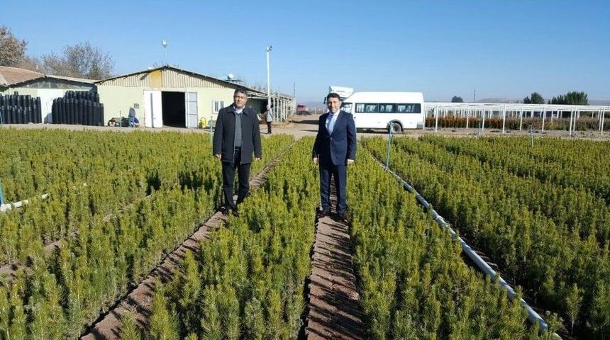 Batman Belediyesi Mezarlıklara 10 Bin Fidan Dikecek