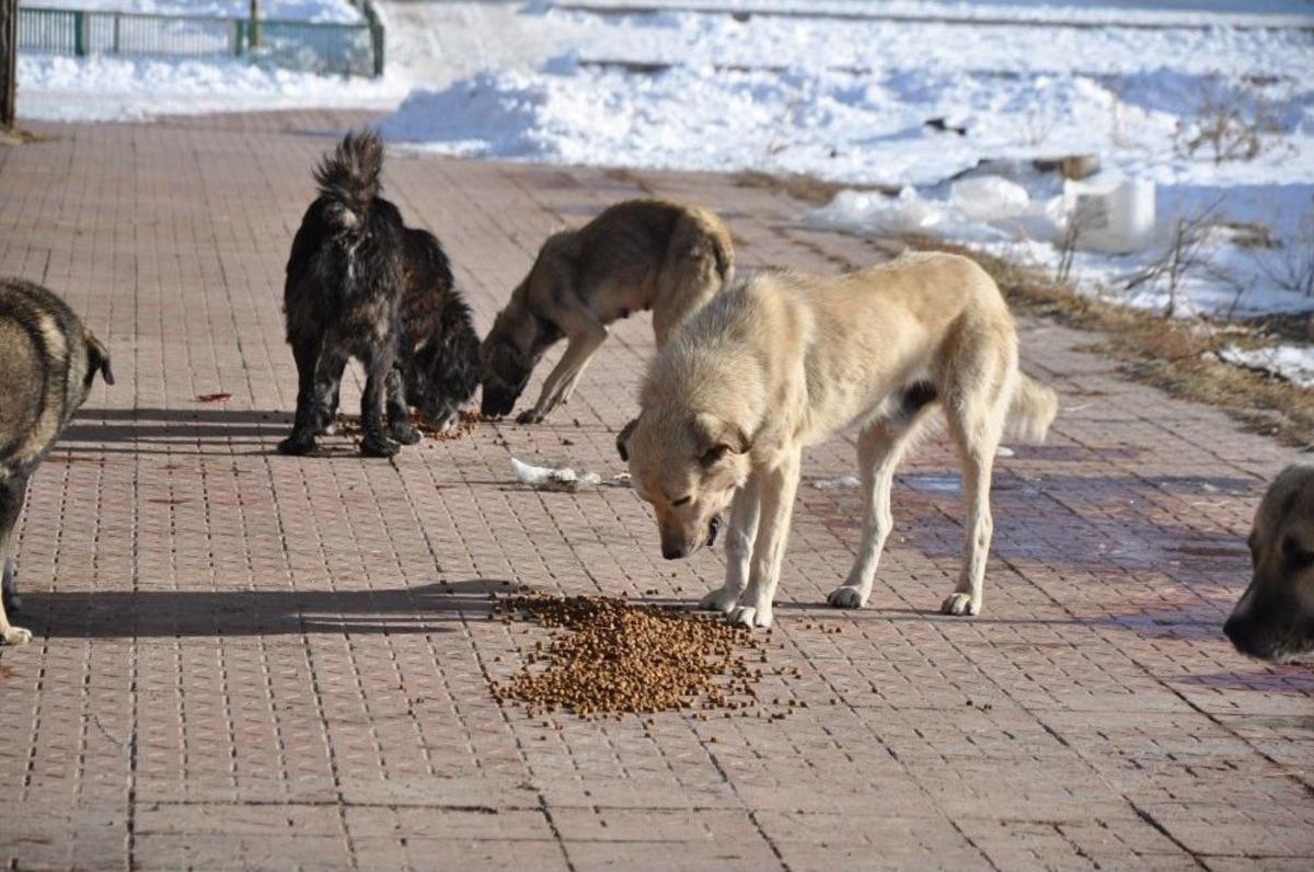 Ka&uuml; İnovatif Gen&ccedil;lik Kul&uuml;b&uuml; &Ouml;ğrencileri Sokak K&ouml;peklerini Doyurdu