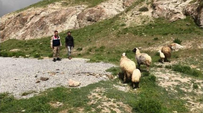 Hayvan Hırsızları Tutuklandı