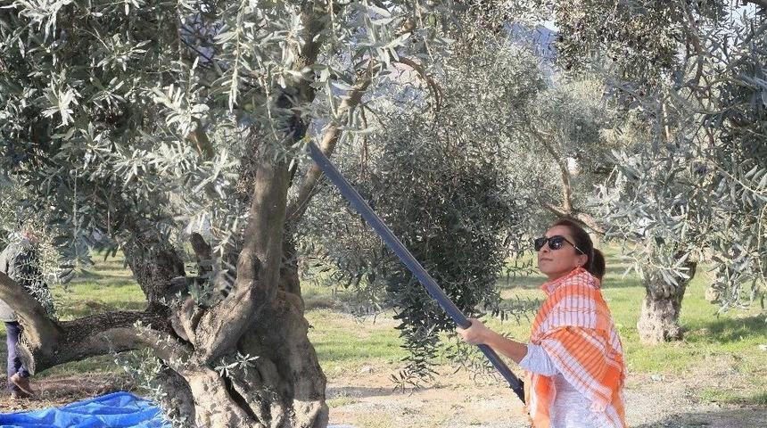 Zeytin Ağa&ccedil;ları 3 Yıl Sonra Meyve Verdi