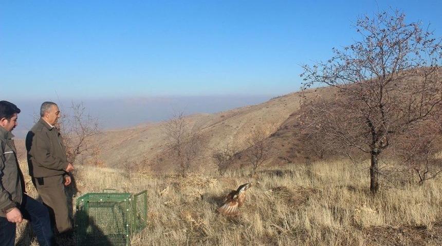 Yaralı Kızıl Şahin &Ouml;zg&uuml;rl&uuml;ğe Kavuştu