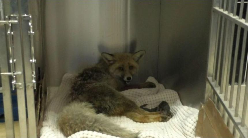 Kars’ta Aracın Çarptığı Hamile Tilki 3 Yavru Dünyaya Getirdi