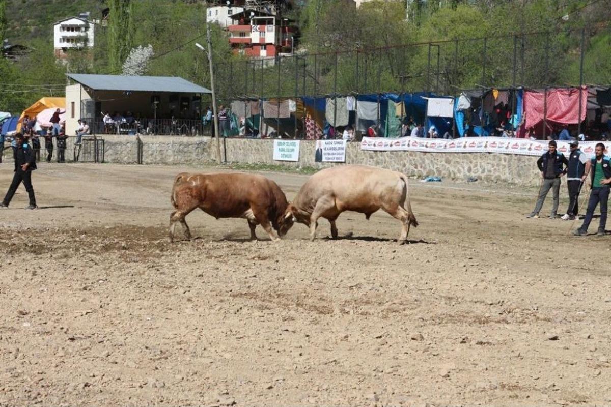 Artvin&rsquo;de Boğalar Sezonun İlk Yarışı İ&ccedil;in Arenaya &Ccedil;ıktı