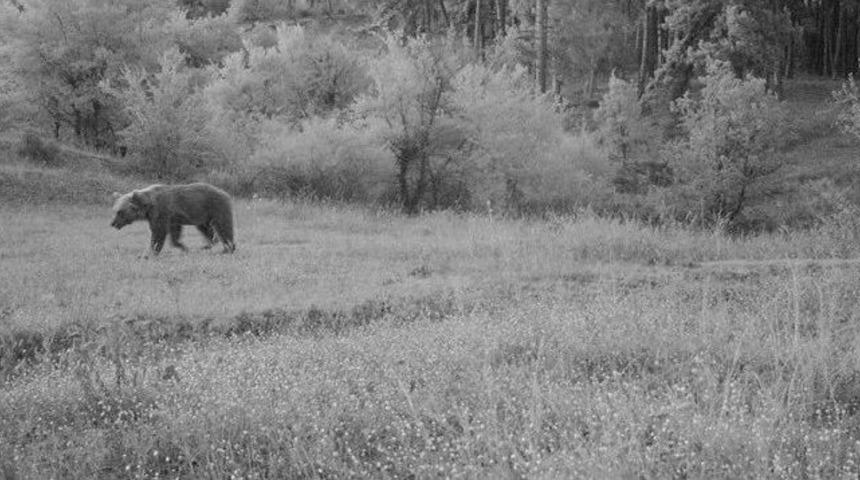 Kargı&rsquo;da Yaban Hayvanlar 4 Mevsim Takip Edilecek