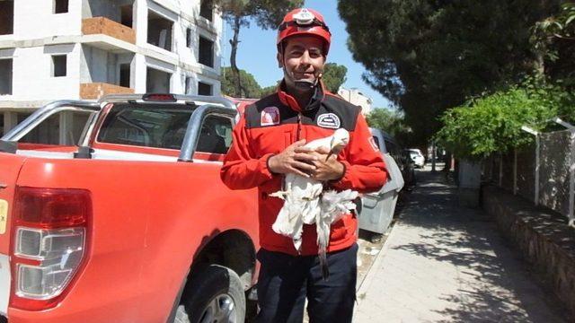 Balıkesir’de İtfaiyenin Yolda Bulduğu Yaralı Martı Tedaviye Alındı