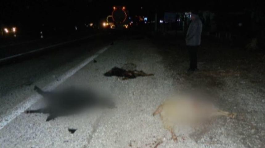 Akaryakıt Tankeri K&uuml;&ccedil;&uuml;kbaş Hayvan S&uuml;r&uuml;s&uuml;ne Daldı