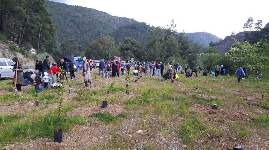 Marmaris&rsquo;te Şehit Nedip Cengiz Eker Hatıra Ormanı&rsquo;na Fidan Dikildi
