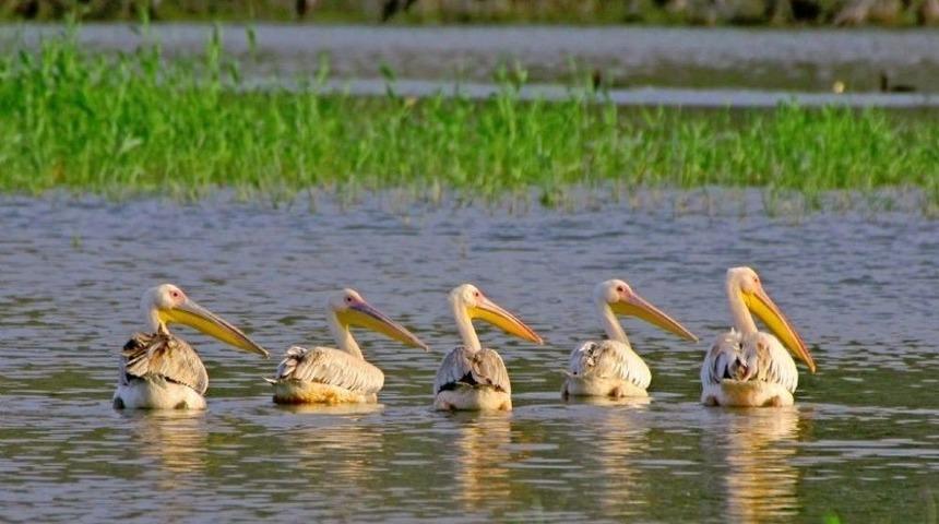 Nallıhan 5. Foto Safari Etkinliğine Ev Sahipliği Yapacak