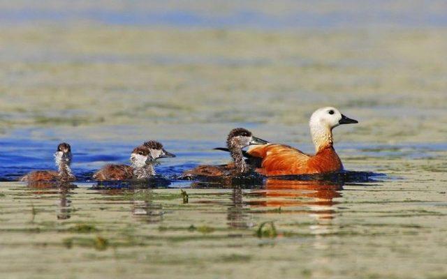 Nallıhan 5. Foto Safari Etkinliğine Ev Sahipliği Yapacak