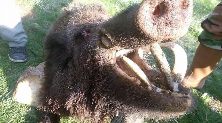 Aydınlı Avcılar, Kamu İ&ccedil;in Nişan Almaya Başladı