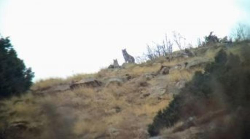 Aladağlar&rsquo;da Bir &Ccedil;ift Vaşak G&ouml;r&uuml;nt&uuml;lendi