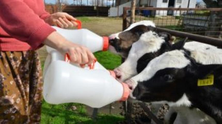 Ekim Ayı Süt Ve Süt Ürünleri Üretimi İstatistikleri Açıklandı