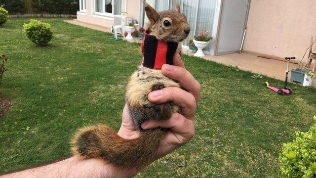 (özel) Sincap Karamel Protezine Alıştı