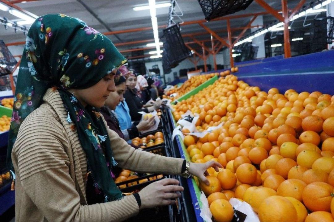 Narenciyeye Yeni Yıl Dopingi