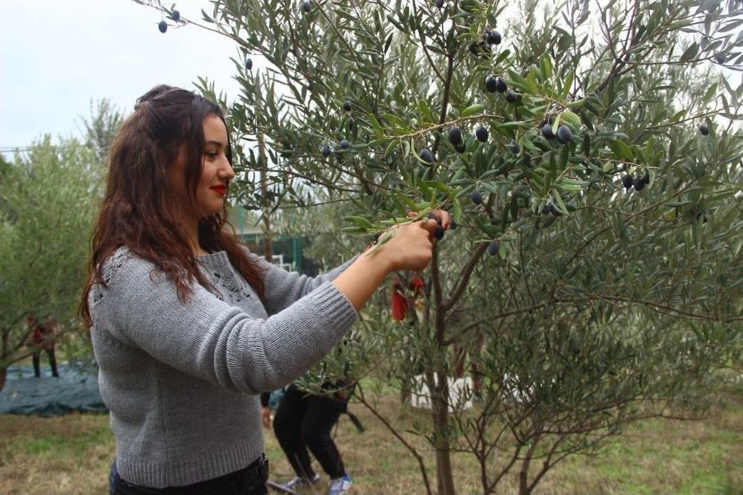 Zeytinin Okumuş Hali