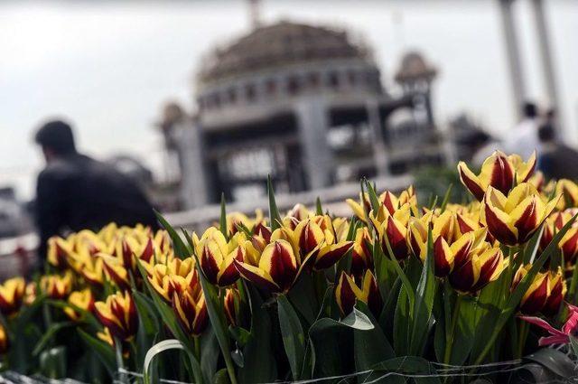 Taksim Meydanı’nda Lale Zamanı