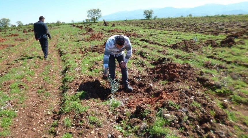 Meyve Fidanları Emin Ellerde