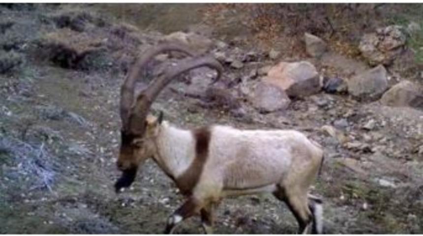 Ordu&rsquo;da &Ccedil;engel Boynuzlu Yaban Ke&ccedil;isi Fotokapana Takıldı