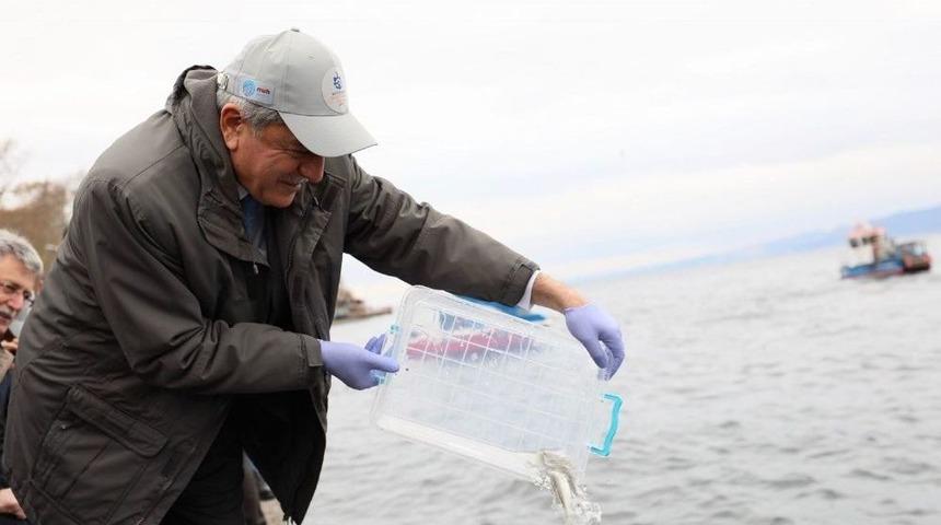 K&ouml;rfez&rsquo;e 6 Bin Balık Daha Salınacak