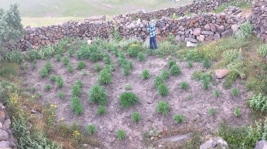 Hint Keneviri Tarlasına Uyuşturucu Operasyonu