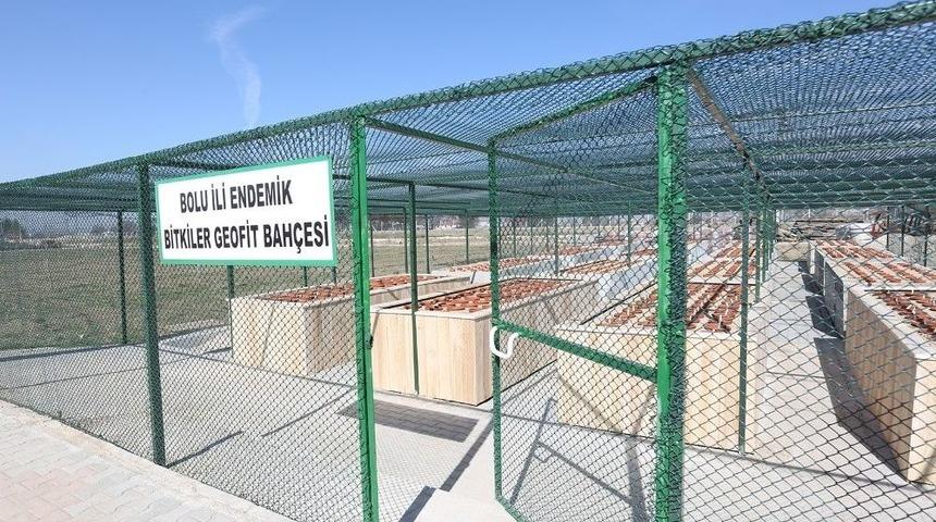 Bolu&rsquo;da, Koruma Altındaki Doğal Salepler &Ccedil;i&ccedil;ek A&ccedil;tı