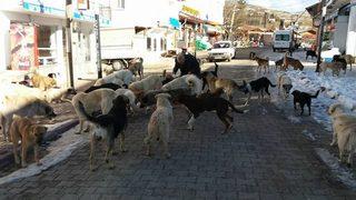 Yayladaki Aç Köpeklere Sahip Çıkıyorlar