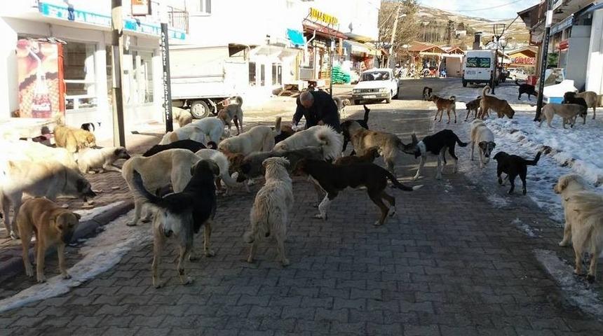 Yayladaki Aç Köpeklere Sahip Çıkıyorlar