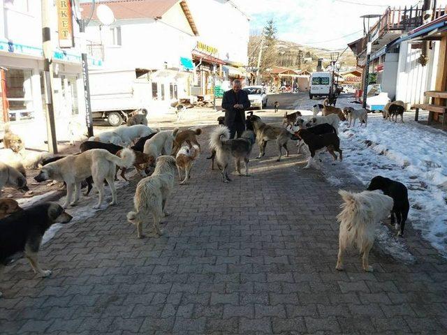 Yayladaki Aç Köpeklere Sahip Çıkıyorlar