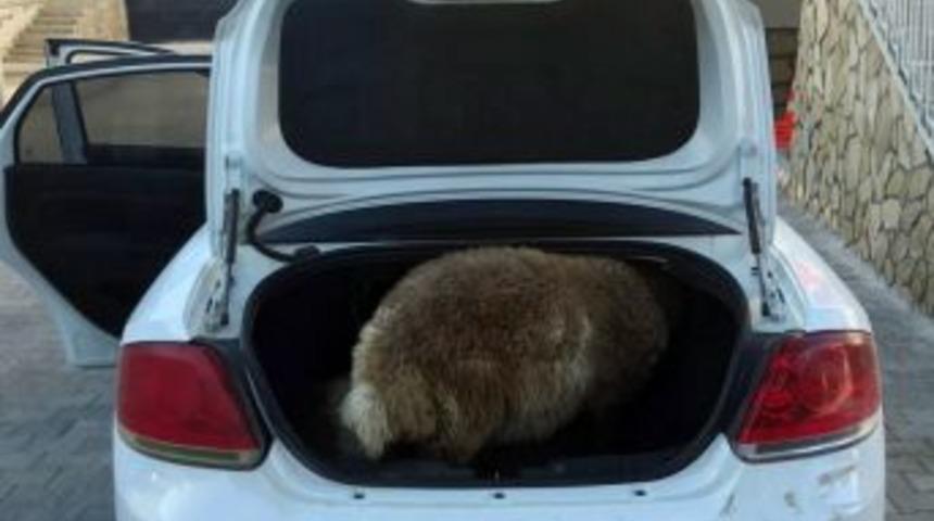 Mersin’de Hayvan Hırsızlığı Yapan 2 Kişi Yakalandı