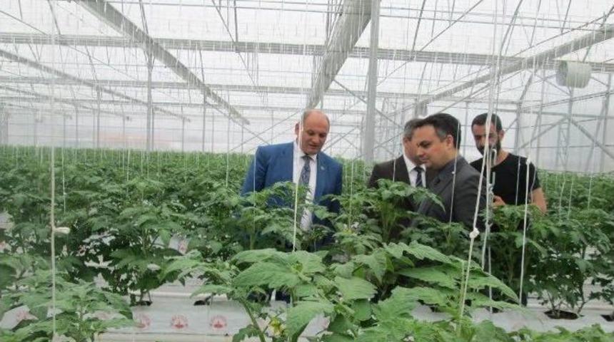 Simav&rsquo;da &rsquo;akıllı Sera&rsquo; D&ouml;nemi