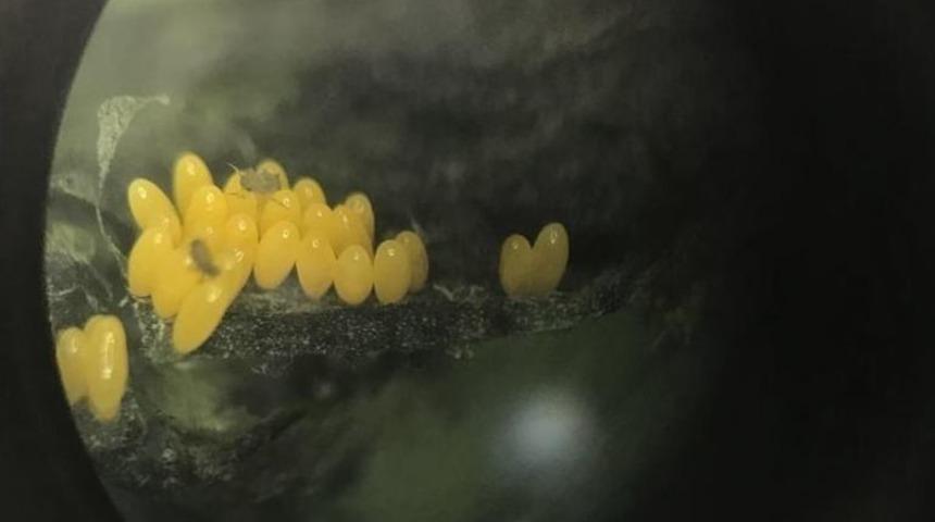 Kahramanmaraş&rsquo;ta Kelebek Ve Uğur B&ouml;ceği M&uuml;zesi Kuruluyor