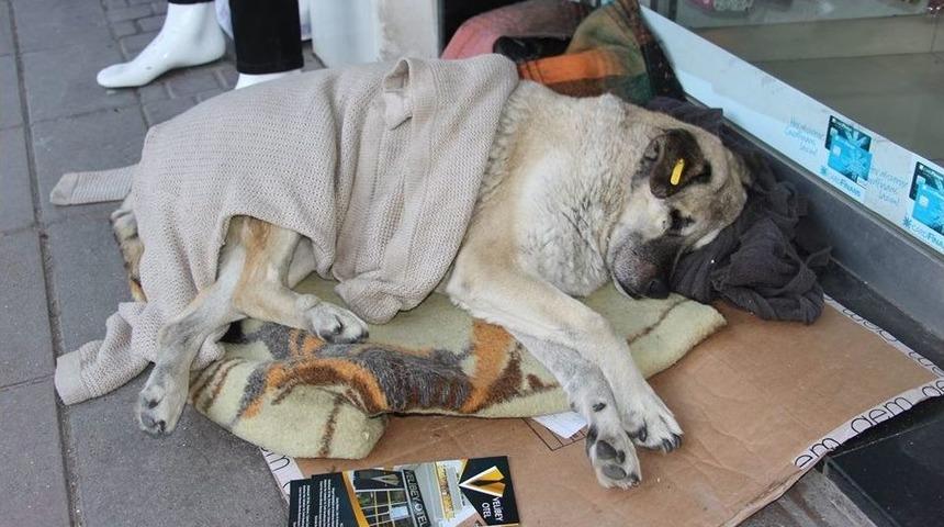 Esnaftan Sokak K&ouml;peklerine Şefkat