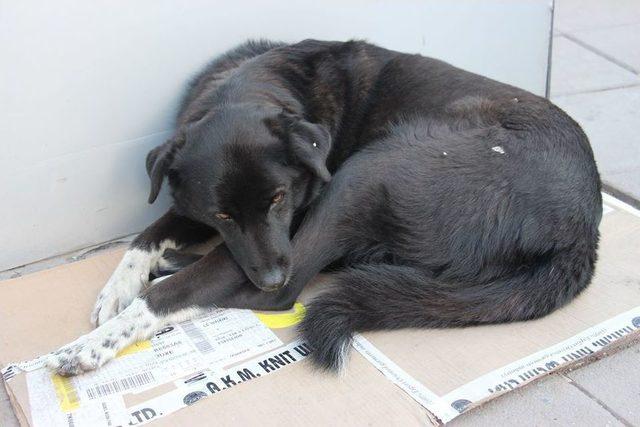 Esnaftan Sokak Köpeklerine Şefkat