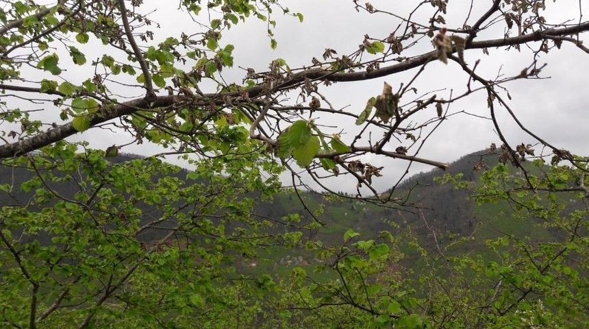 Fındık Sezonu &Ouml;ncesi İla&ccedil;lama Uyarısı