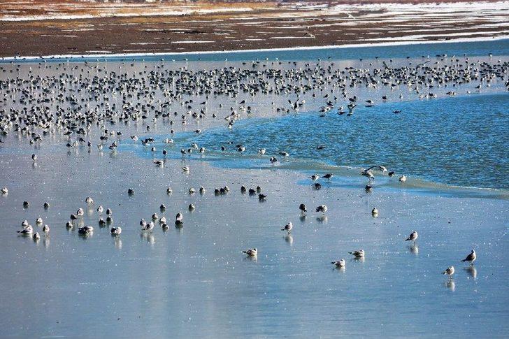 Van’ın Sıhke Gölü Buz Tuttu G2