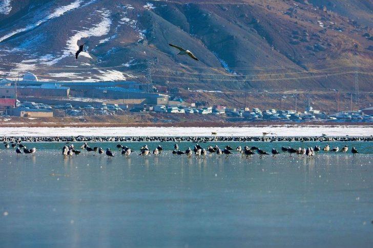 Van’ın Sıhke Gölü Buz Tuttu G4