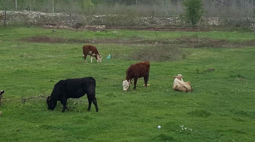 Genç Çiftçi Projesi’nde Buzağı Sevinci