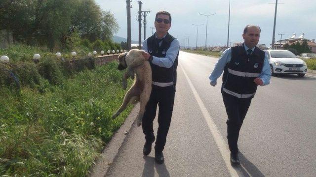 Yaralı Köpeğe Zabıta Şefkati