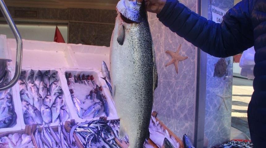 Devasa Somon Balığına Bilecik&rsquo;te İlgi &Ccedil;ok