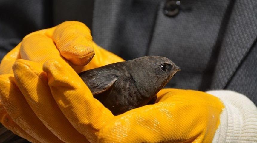 Tokat&rsquo;ta Ebabil Kuşu G&ouml;r&uuml;ld&uuml;