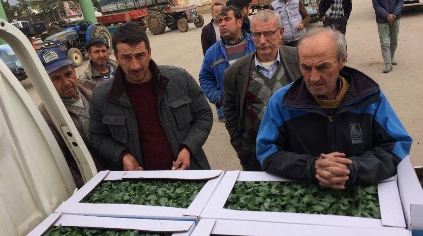 Bursa&rsquo;da &Ccedil;ift&ccedil;ilere 150 Bin Kabak Fidesi Dağıtıldı