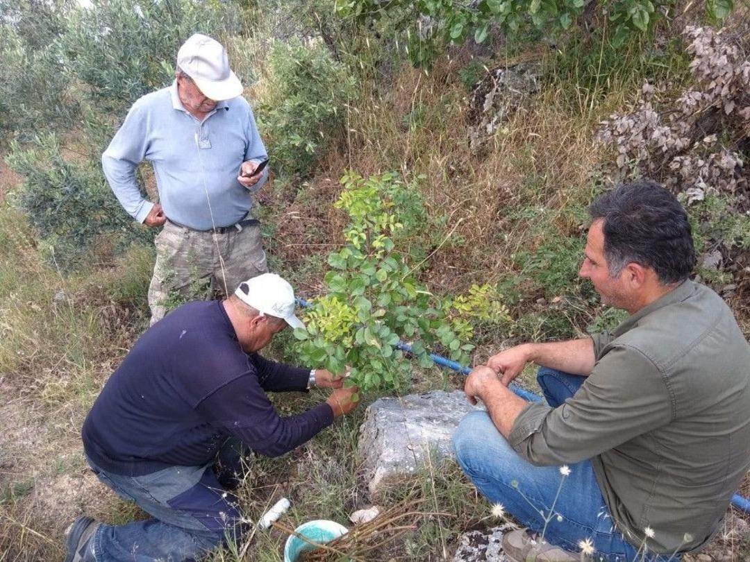 Menengi&ccedil; Ağa&ccedil;ları Antep Fıstığı Verecek