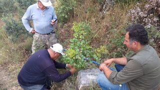 Menengiç Ağaçları Antep Fıstığı Verecek