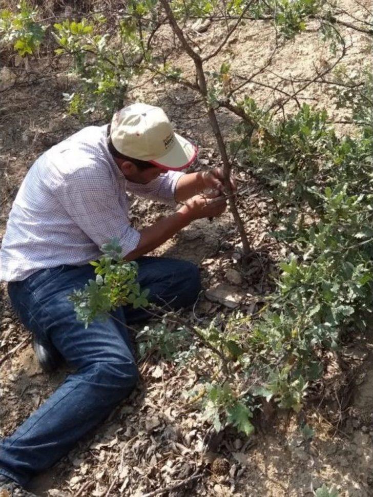 Menengiç Ağaçları Antep Fıstığı Verecek G5