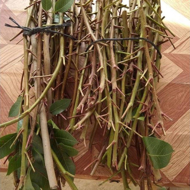 Menengiç Ağaçları Antep Fıstığı Verecek G1