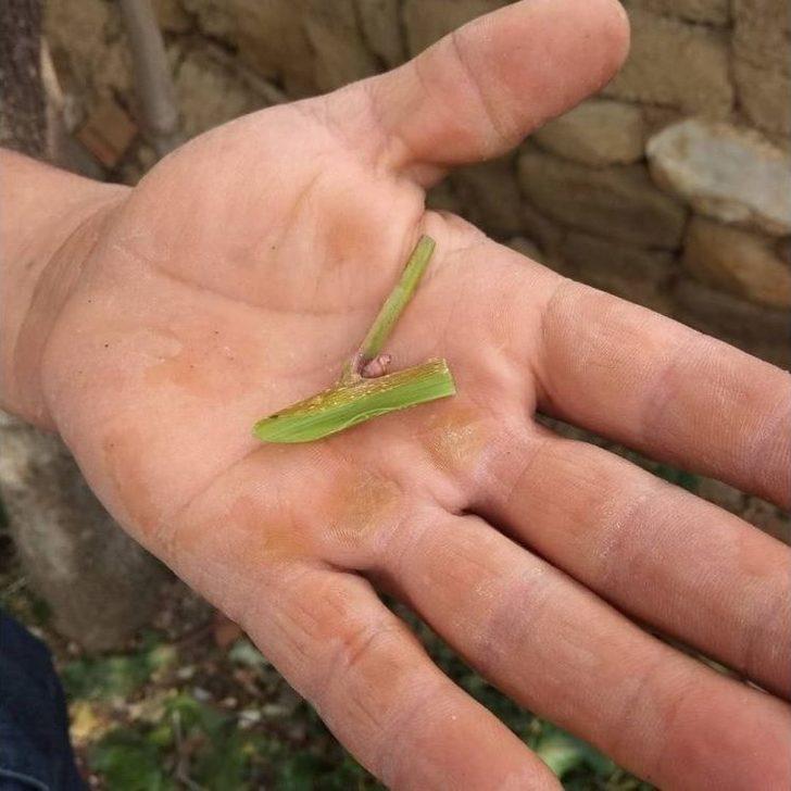 Menengiç Ağaçları Antep Fıstığı Verecek G2