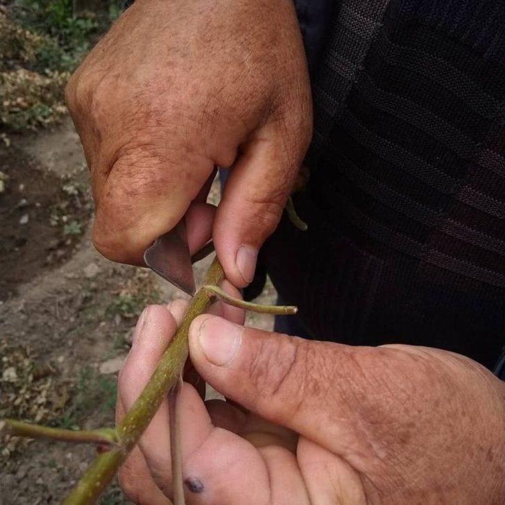 Menengiç Ağaçları Antep Fıstığı Verecek G3