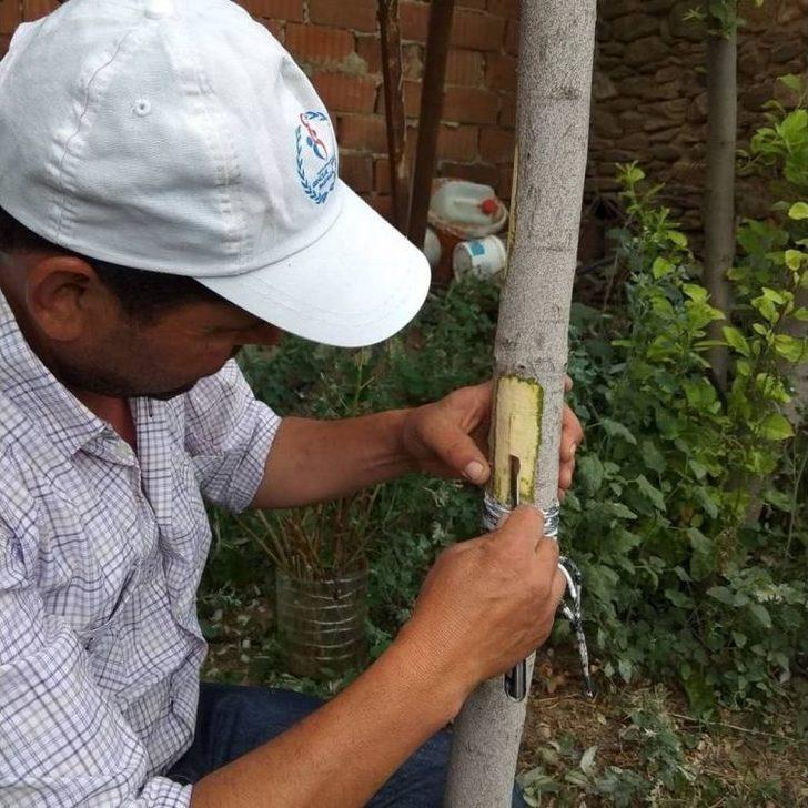 Menengiç Ağaçları Antep Fıstığı Verecek G4