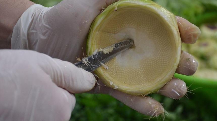 Karaciğer Dostu Enginarın Tam Mevsimi