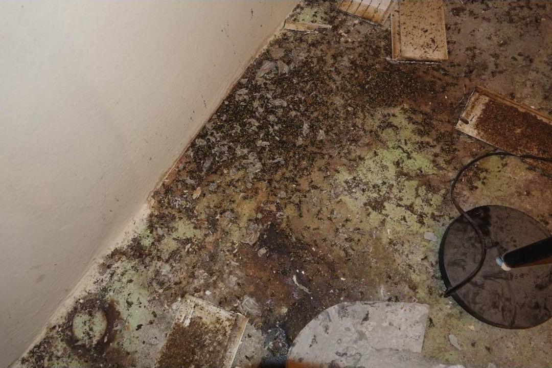 Kuşadası&rsquo;nda Arı İstilası